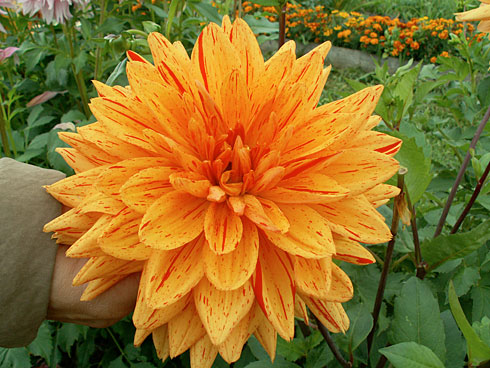 Астуриас Астуриас