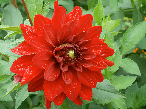 Бархатный сезон Бархатный сезон