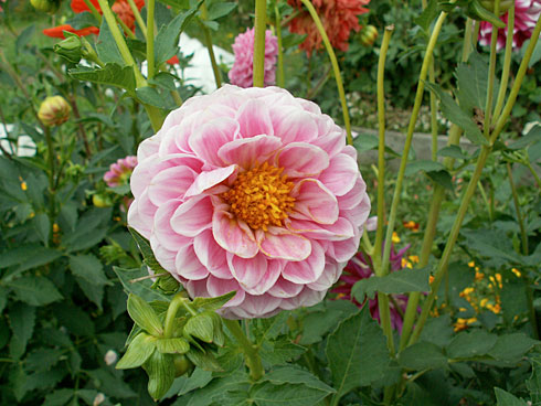 Бони Блюм Бони Блюм