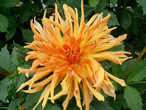 Водони Водони