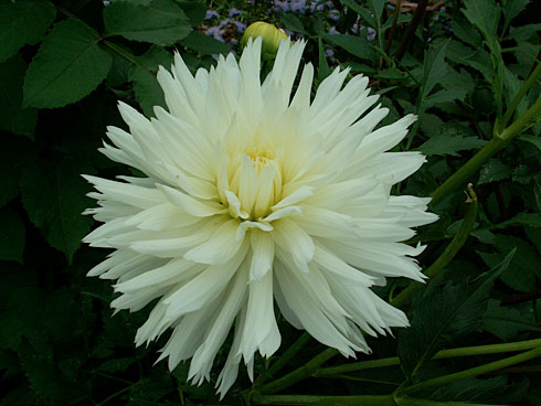 Гименей Гименей