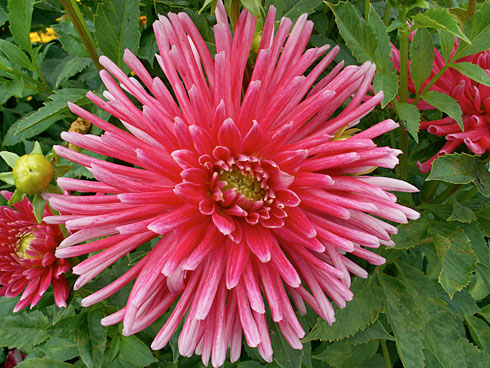 Гуте Лаун Гуте Лаун