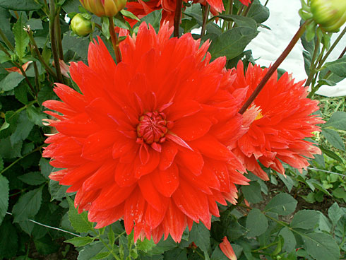 Далий Далий