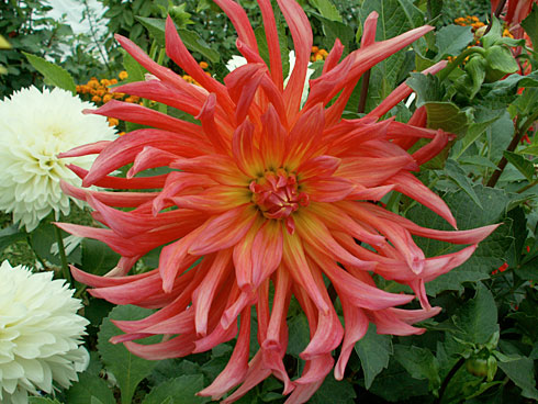 Дар природы Дар природы