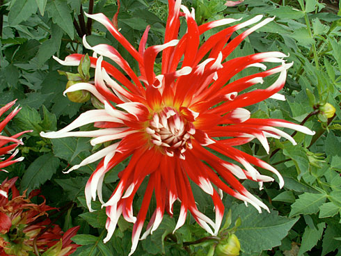 Демон Демон