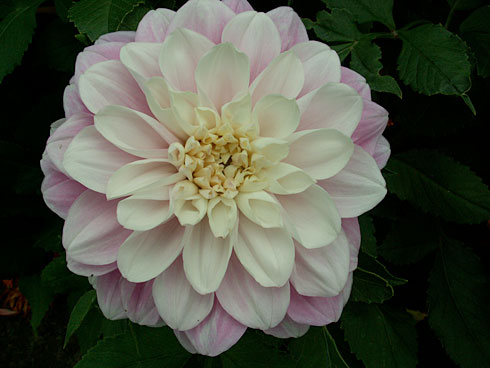 Загадка Загадка