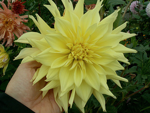 Золотой колос Золотой колос