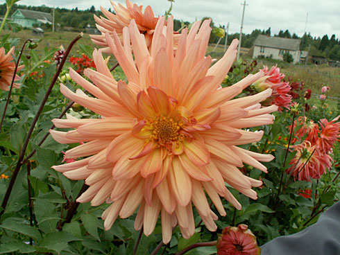 Инара Инара