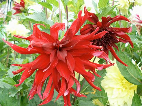 Индира Ганди Индира Ганди