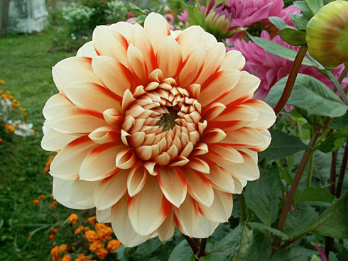 Красно-белый шар Красно-белый шар