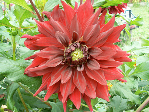 Кавказ Кавказ