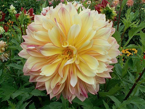 Карибская фантазия Карибская фантазия