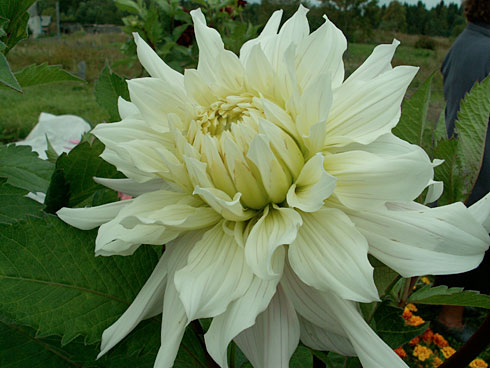 Кидс Клаймекс Кидс Клаймекс