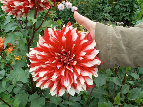 Клоун Клоун