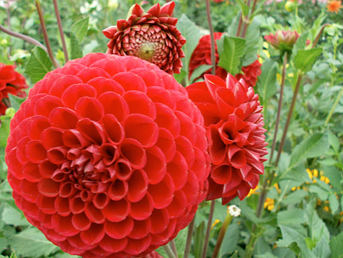 Корнет Корнет