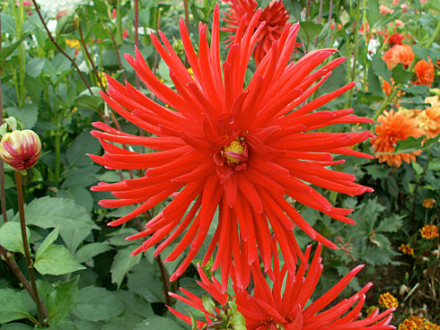 Кремлевские Звезды Кремлевские Звезды