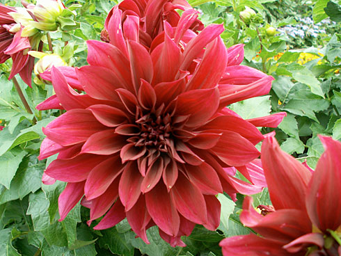 Крыло птицы Крыло птицы