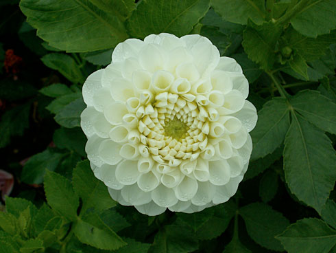 Ланкрест Ланкрест