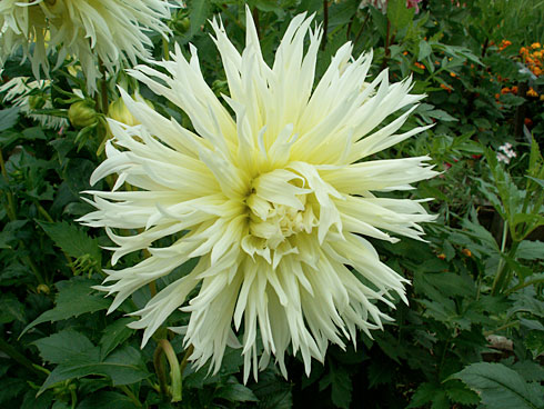 Лелде Лелде