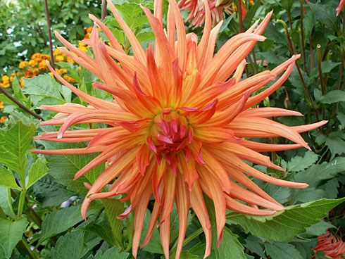 Ленинград Ленинград