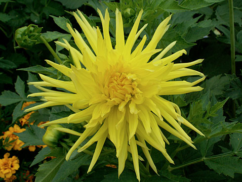 Лимонный Лимонный