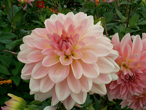 Лотос Лотос