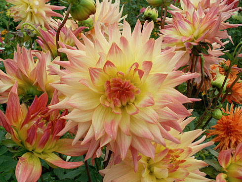 Марго Марго