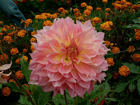 Марианна Марианна