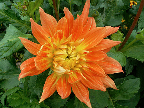 Мотто Мотто