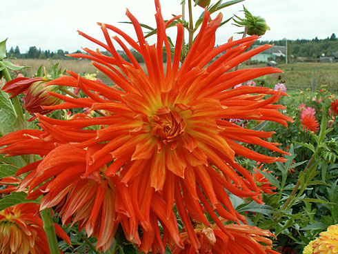 Наташа Наташа