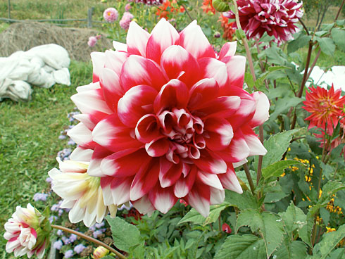 Огни Москвы Огни Москвы