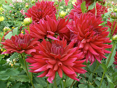 Одиссей Одиссей