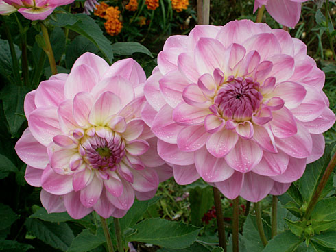 Орион Орион