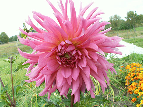 Перле пенхен Дорф Перле пенхен Дорф