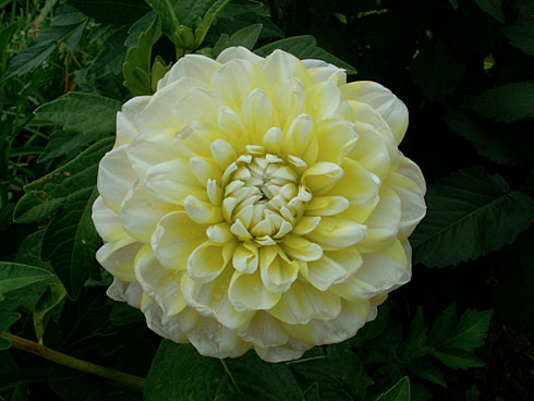 Песенка Песенка