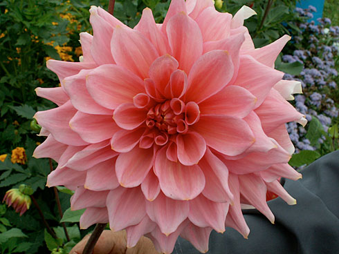 Поли Бергер Поли Бергер