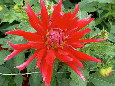 Поль Робсон Поль Робсон