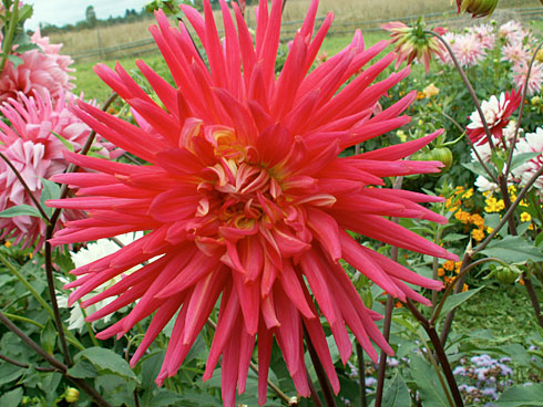 Префе де Манш Префе де Манш