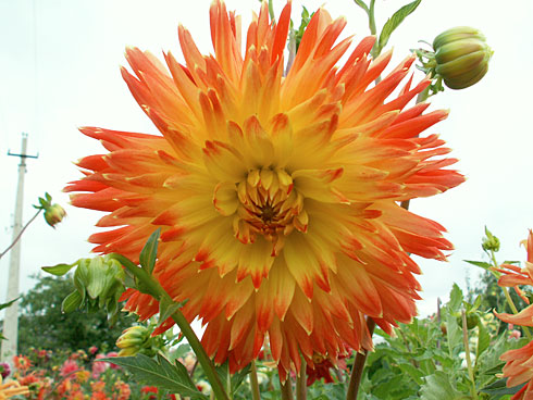 Процион Процион