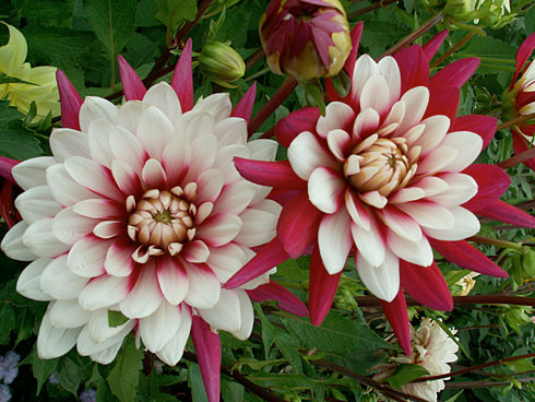 Ребекка Ребекка