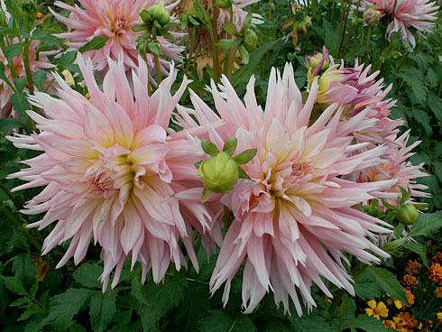 Розари Прай Розари Прай