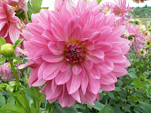 Розовая нимфа Розовая нимфа