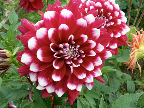 Ротосе Ревейла Ротосе Ревейла