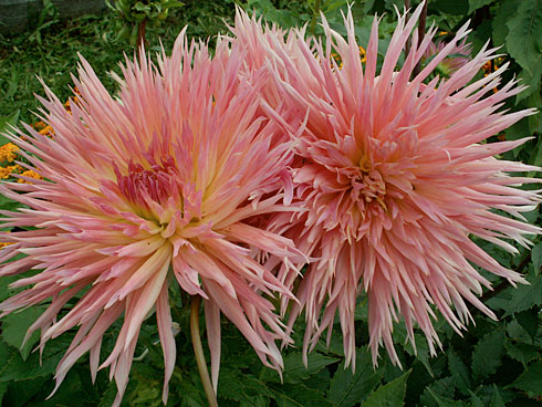 Сиреневая фея Сиреневая фея