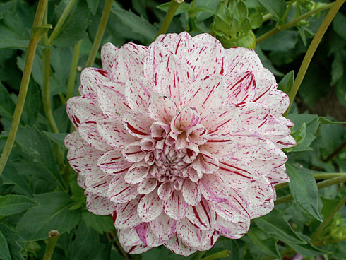 Ситцевый Ситцевый