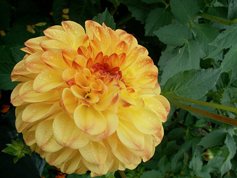 Солнечный мальчик Солнечный мальчик