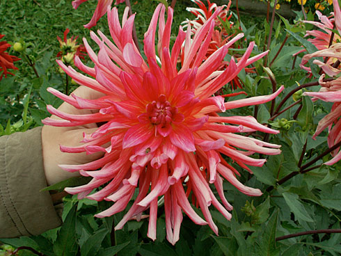 Сумерки Сумерки