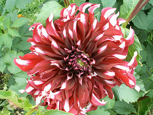 Тартан Тартан