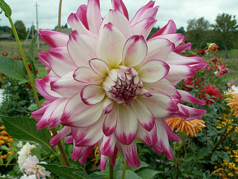 Тореодор Тореодор