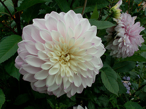 Турамалин Турамалин